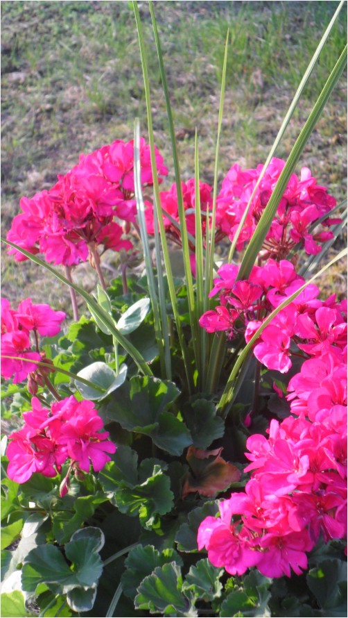 Pink Geraniums