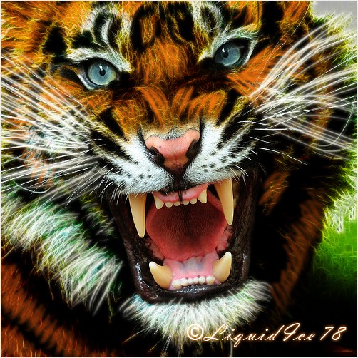 Angry Tiger