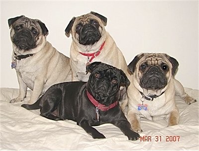 pugs