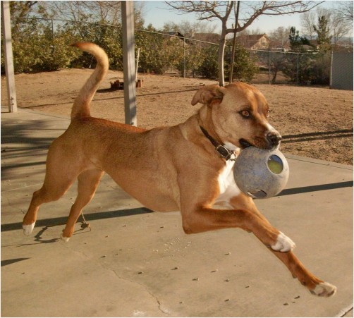 Perfect Form