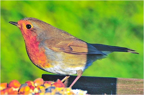 Standlake garden 6th dec 2008-183 (Medium)