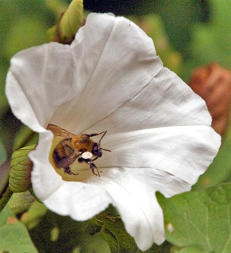 bee on flower_DSC5178 (Large)