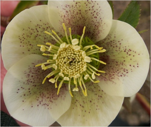 Hellebore flower