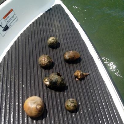 Large Seashells Found at the Beach