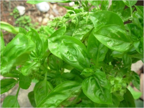 sweet basil, anyone want some fresh basil it's 2 feet tall!