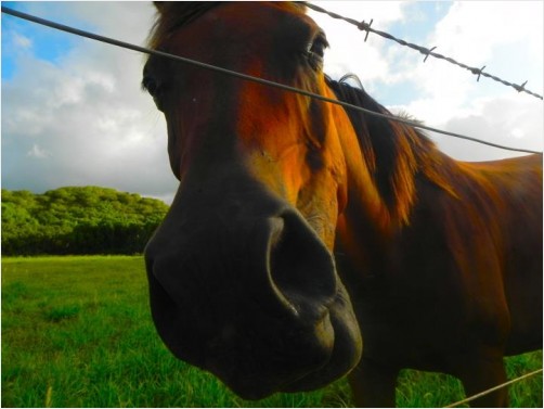 Horse