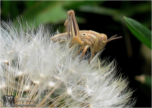 Dandelion With Baby Grasshopper Closer