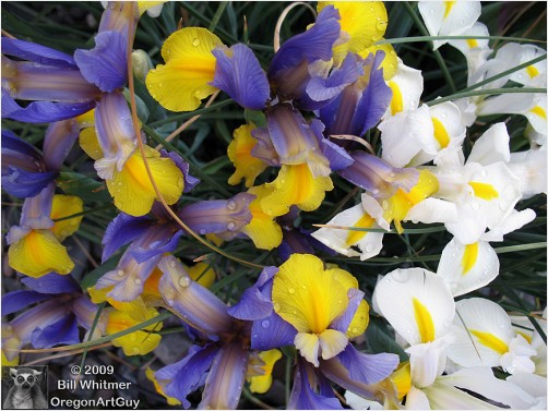 Purple and Yellow Iris and Grass