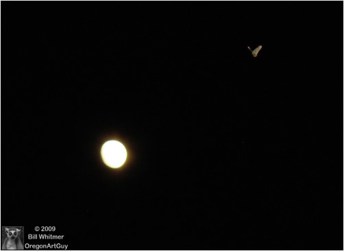 Moon and an Owl