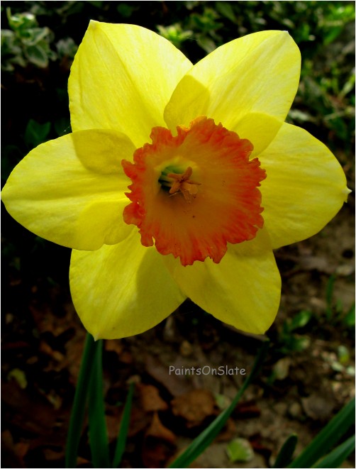 Daffy macro
