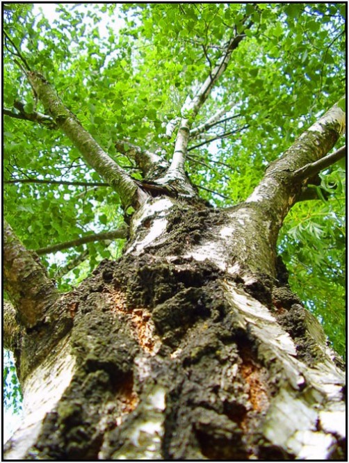 tree tree