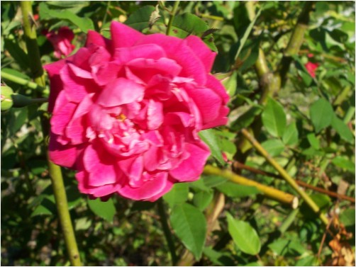 Sunshine Rose