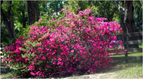 Wild Azaleas
