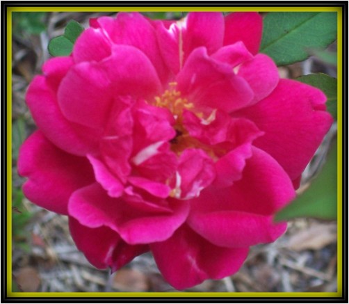 Ragged Bush Beauty