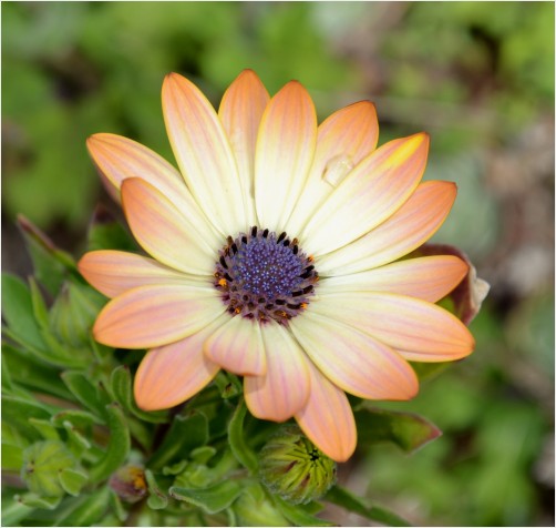 Daisy Peach and Blue!