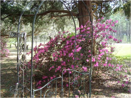 Azaleas #1