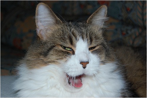 My Cat