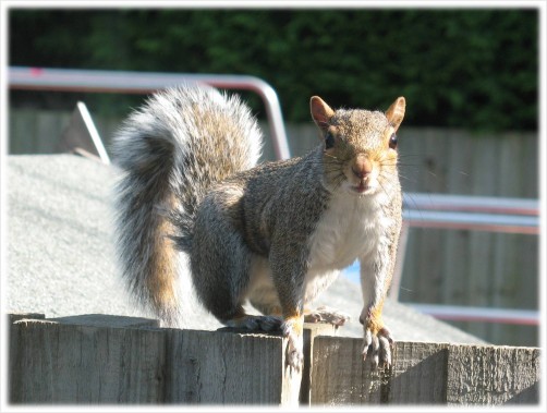 Mr Squirrel