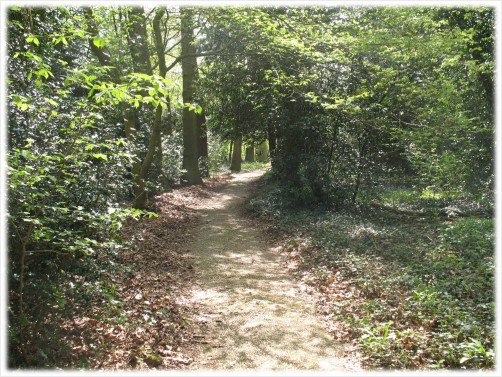 Darwin's Sandwalk