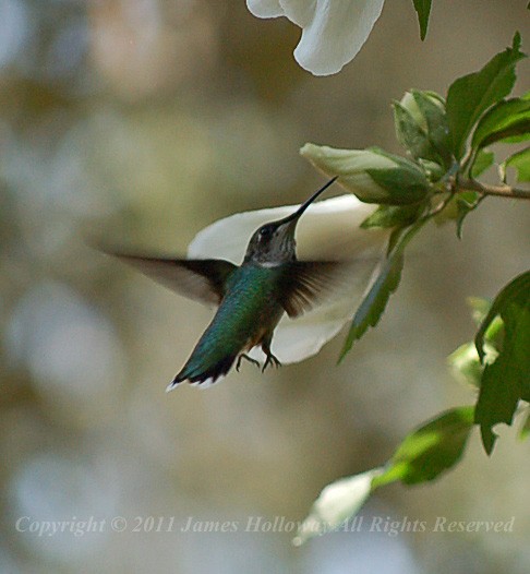 Hummingbird feeds