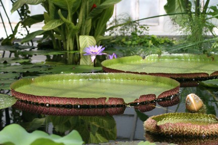 Water Lily with Giant Pads by Sage Williams