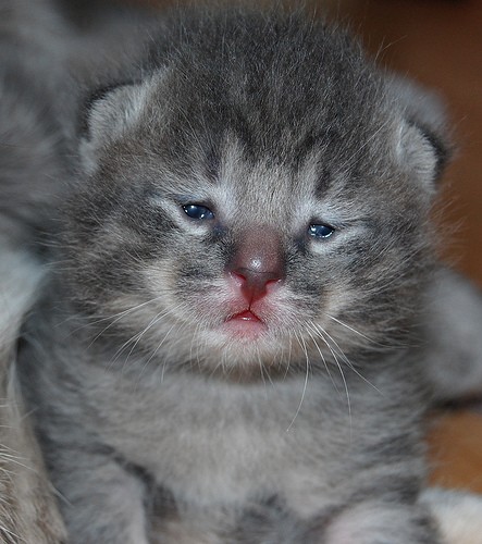 Babies are so cute Kitten is 2 5 weeks