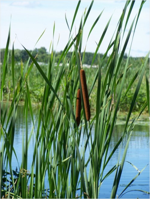 Cattail Couple