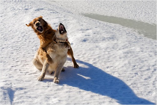 Calls of The Wild