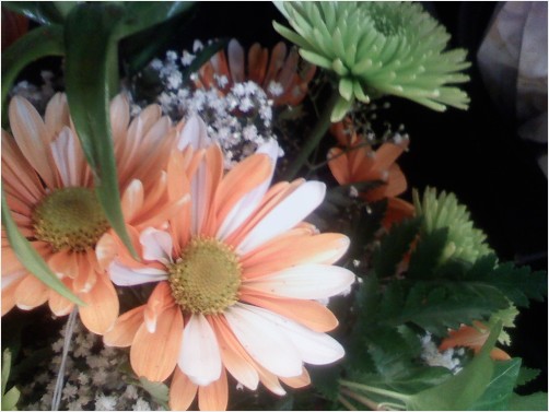 Valentine Striped Daisy Flower Arrangement