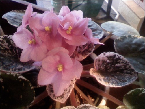 Valentine Flowers in Pink