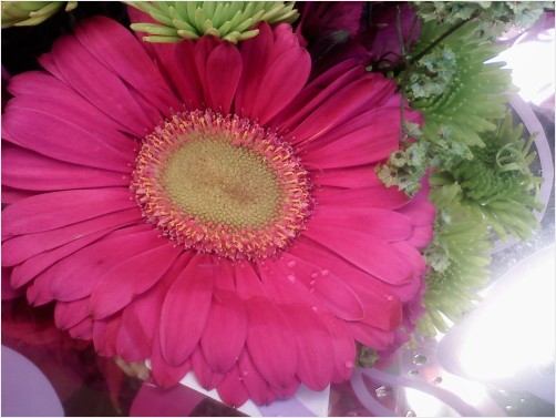 Valentine Pink Daisy