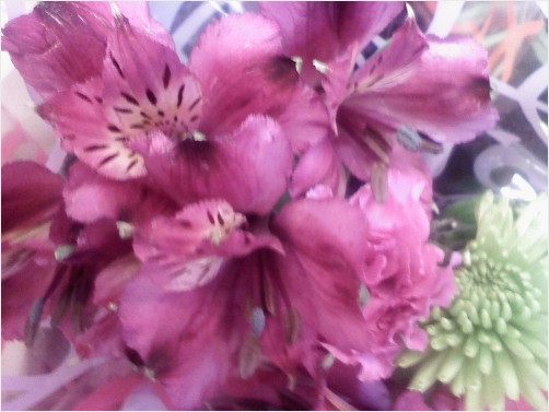 Valentine Pink Snapdragons