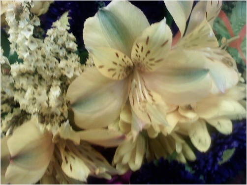 Valentine Yellow Snapdragon Flower with Baby Breath