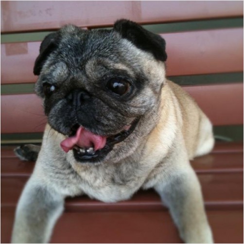 My uncle's pet