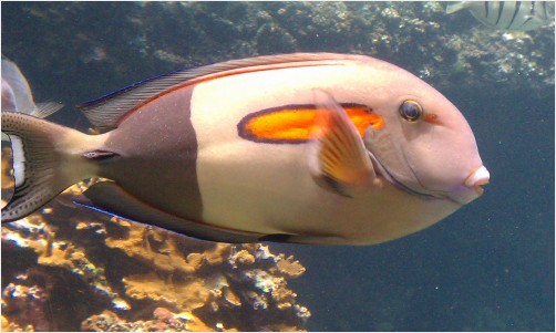 Hawaiian Fish: Orange-Striped Tang
