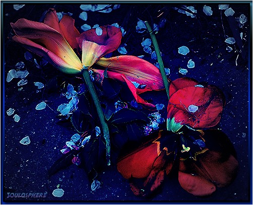 Discarded