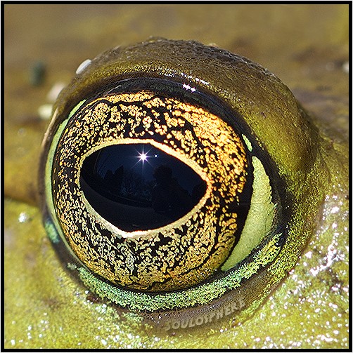 Eye of Toad