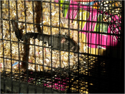 Gerbil Sleeping in Burrow