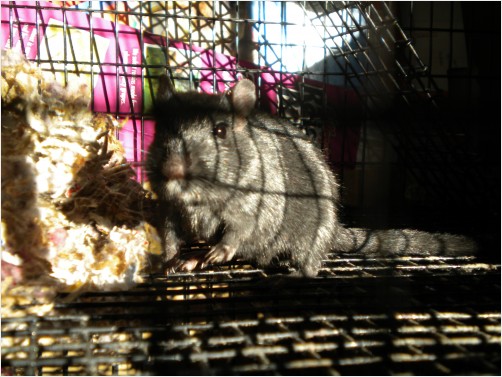 Gerbil Service
