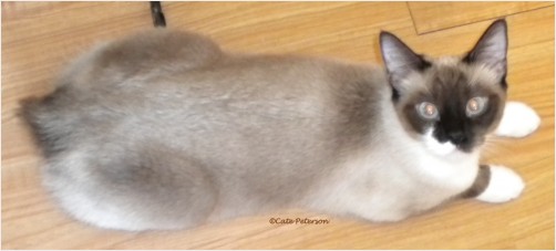 Snowshoe