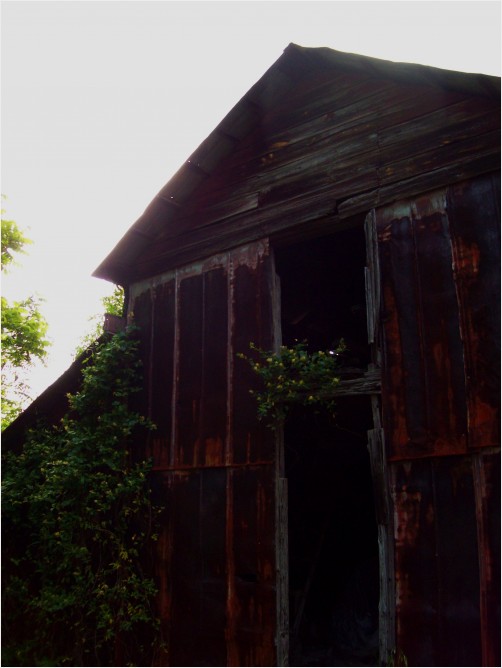 Old Barn Growing Honeysuckle