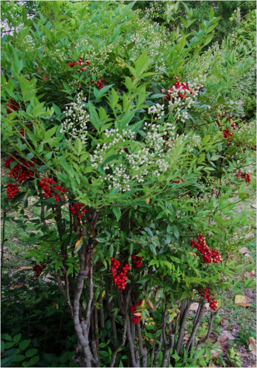 Red White and Green