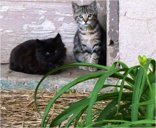 Two Hungry Feral Kittens