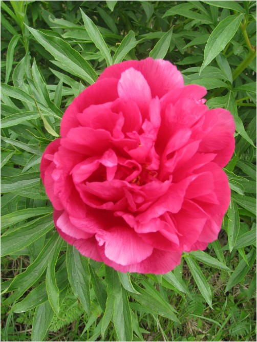 Peony
