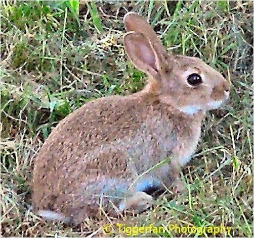 Cute Little Wild Bunny