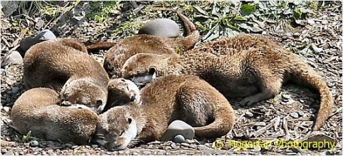 Sleepy Otters