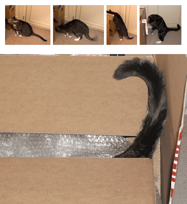Cat in a box