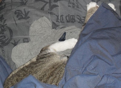 Under cover kitty