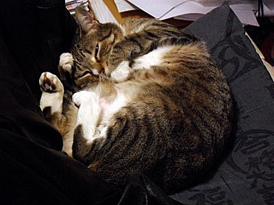 Matilda on a chair, asleep