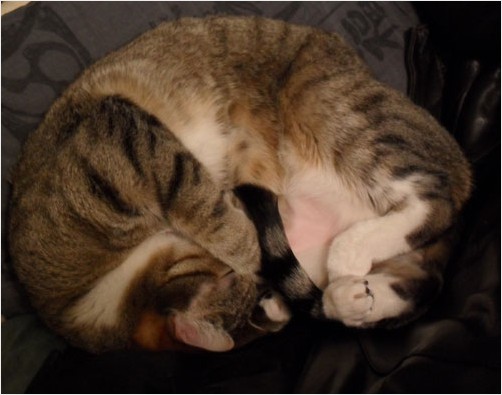Matilda on her chair in a knot